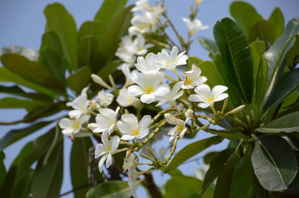 White Plumeria Flower Nature Garden — Stock Photo, Image