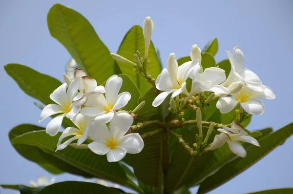 White Plumeria Flower Nature Garden Stock Image