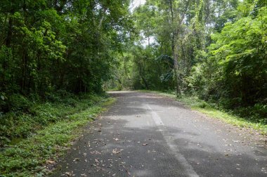 Chonburi orman doğa yolu , Tayland