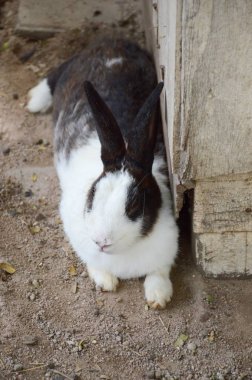 sevimli tavşan kadar yakın