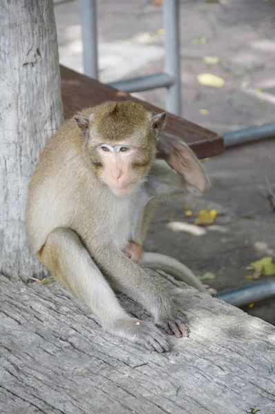 Monkey Closeup Shot — Stock Photo, Image
