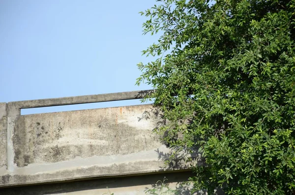 Baum Auf Betonbrücke Pflanzen — Stockfoto