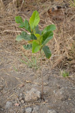 Doğa bahçesinde yeşil Sandoricum koetjape ağacı