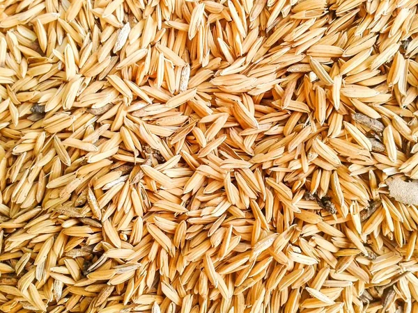 水稻干种子质感 — 图库照片