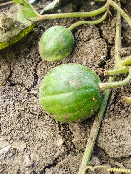 Közelről Gymnopetalum Integrifolim Földön — Stock Fotó