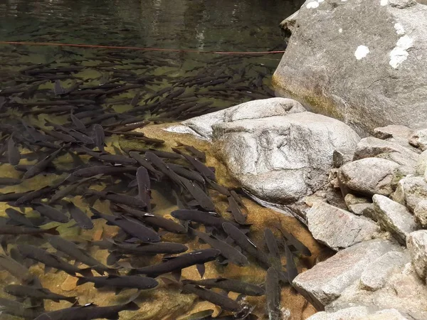 Mahseer Pez Púas Cascada Tailandia —  Fotos de Stock