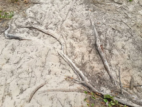 Arbre Racine Sur Plage Sable — Photo