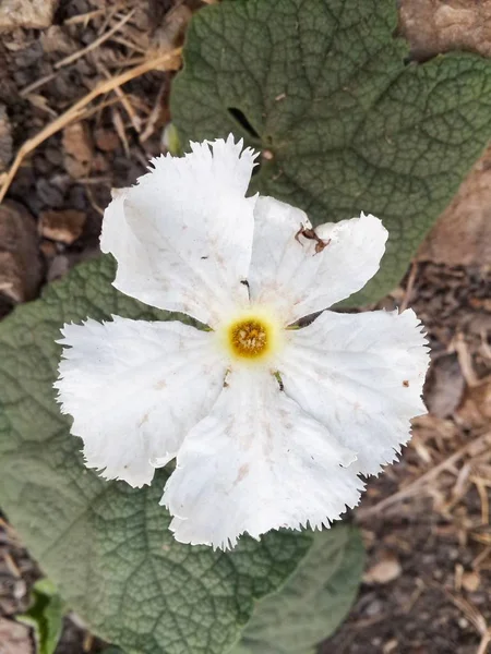 Close Gymnopetalum Integrfolim Plantas Flores — Fotografia de Stock