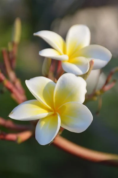 Biały Kwiat Plumerii Ogrodzie Przyrody — Zdjęcie stockowe