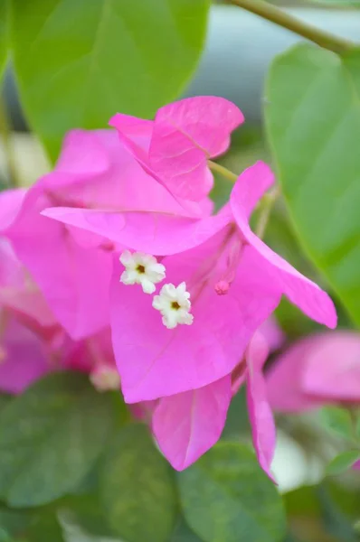 Rosa Bougainvillea Blume Naturgarten — Stockfoto