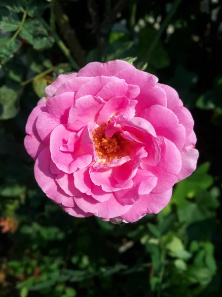 Doğa Bahçesinde Pembe Bir Gül Çiçeği — Stok fotoğraf