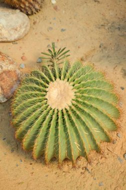 Kum zemininde taze yeşil kaktüs ağacı