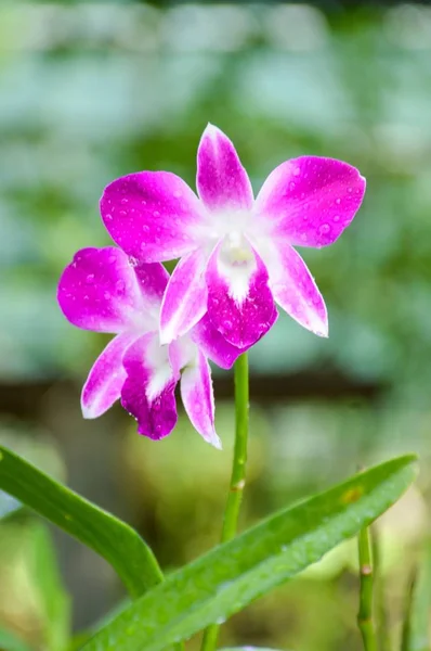 Fialová Orchidej Květina Zahradě Přírody — Stock fotografie