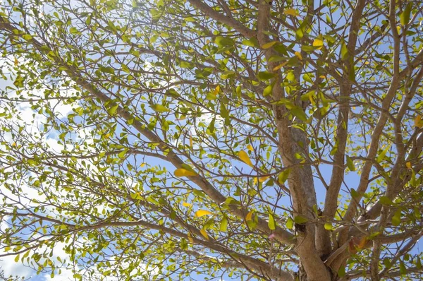 Terminalia Ivorensis Árbol Jardín Natural — Foto de Stock