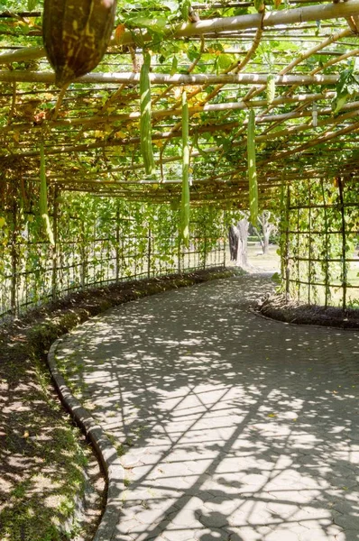 Tunnelpflanzenblattwandel Mit Bambus Und Gehweg Zum Garten — Stockfoto