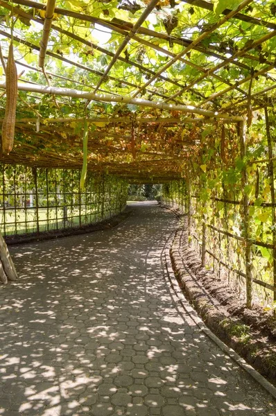 Tunnelpflanzenblattwandel Mit Bambus Und Gehweg Zum Garten — Stockfoto