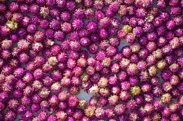 Gomphrena Globosa Blume Muster Hintergrund — Stockfoto