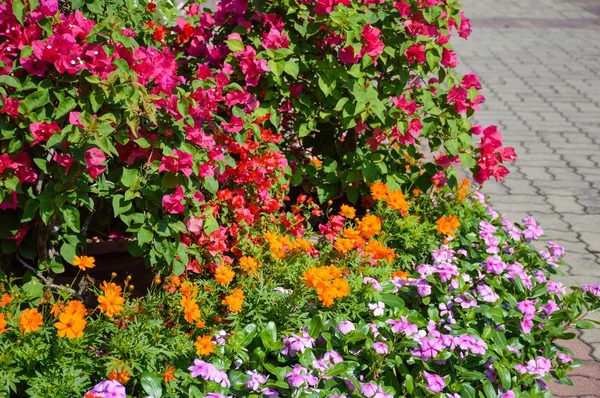 Bougainvillea Virág Természetben Kert — Stock Fotó