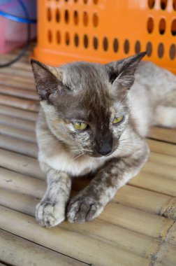 Ahşap zeminde sevimli bir kedi