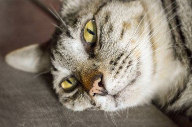 tahta katta tabby kedi