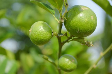 Doğa bahçesinde taze kireç ağacı