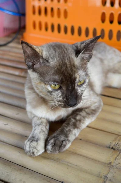 Ahşap zeminde sevimli bir kedi