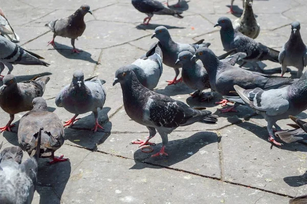 시멘트 바닥에 비둘기 — 스톡 사진