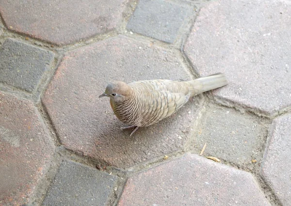 Pequeño Pájaro Suelo Ladrillo Cemento — Foto de Stock