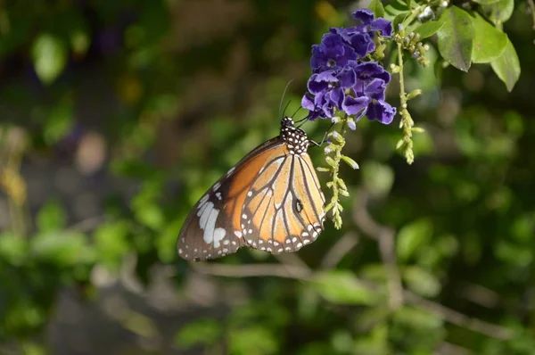 Mariposa Con Flor Púrpura Jardín — Foto de Stock