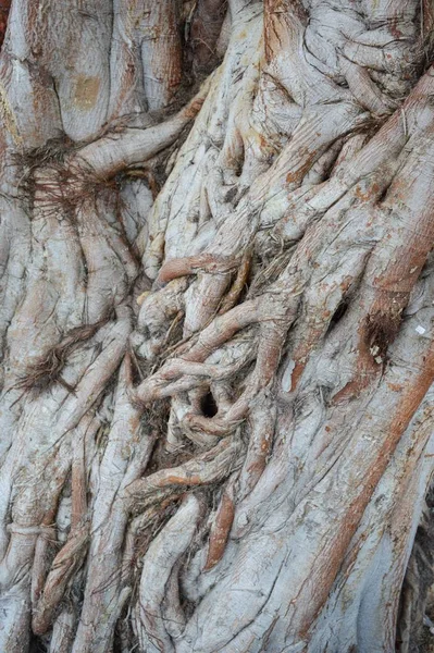 Écorce Banyan Texture Arbre — Photo