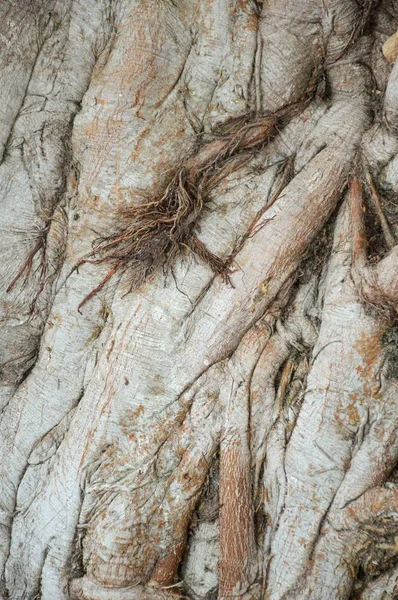 Écorce Banyan Texture Arbre — Photo