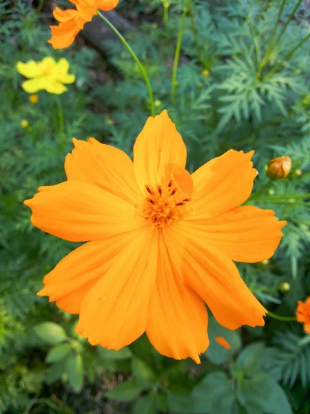 Πορτοκαλί Λουλούδι Σύμπαν Στον Κήπο Της Φύσης — Φωτογραφία Αρχείου