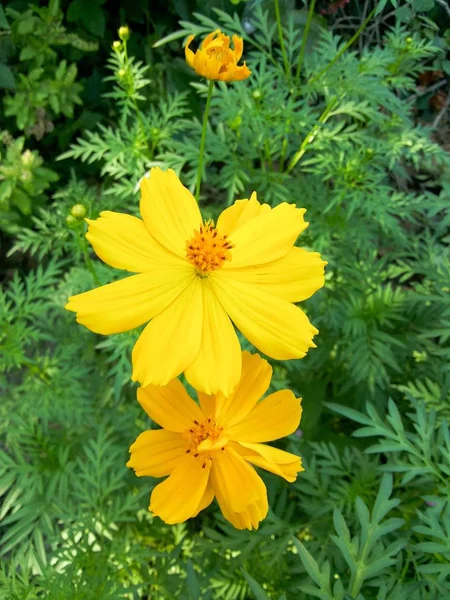 Flor Cosmos Amarelo Jardim Natureza — Fotografia de Stock