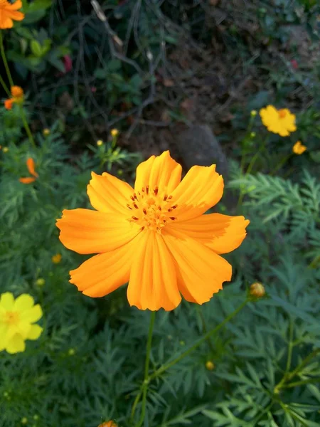Жовта Квітка Космосу Саду — стокове фото