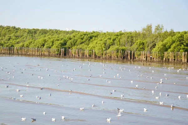 Mangrove Bos Het Land Thailand — Stockfoto