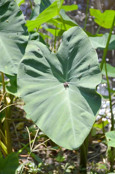 Feuilles Fraîches Colocasia Esculenta Dans Jardin Naturel — Photo