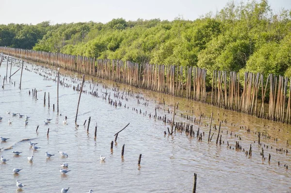 Mangrove Bos Het Land Thailand — Stockfoto