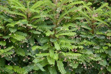 phyllanthus pulcher bitki doğa Bahçe