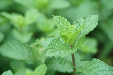 Doğa bahçesindeki nane bitkilerini kapatın.