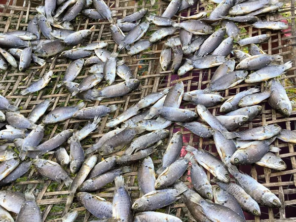 Peixe Seco Anabas Testudineus Chão Bambu — Fotografia de Stock