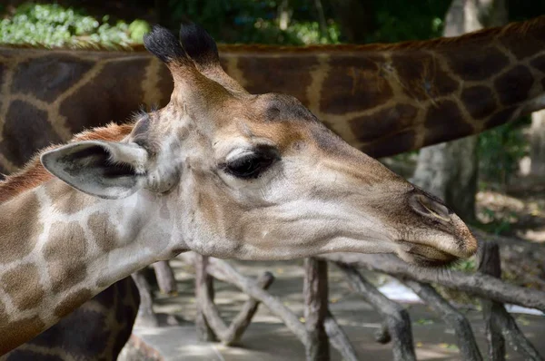 close up cute giraffe in nature garden