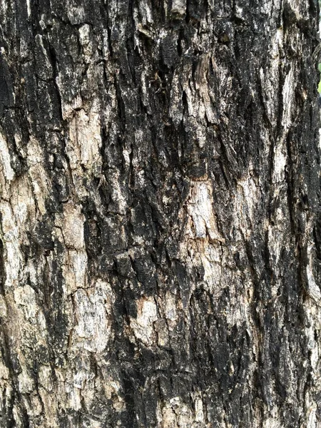 Närbild Torr Bark Träd Konsistens — Stockfoto