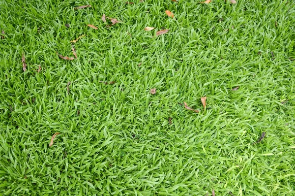 Texture Herbe Verte Dans Jardin Naturel — Photo