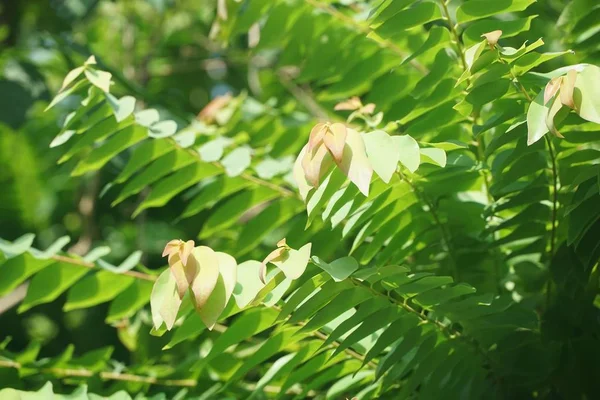 自然园中新鲜的绿色刺五加叶 — 图库照片