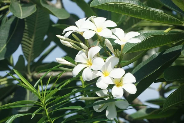 Plumería Blanca Flor Jardín Naturaleza — Foto de Stock