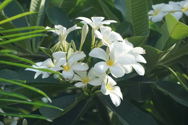 自然界花园中的白色水仙花 — 图库照片