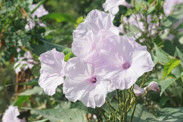 Rano Chwała Kwiat Przyrodzie Ogród — Zdjęcie stockowe
