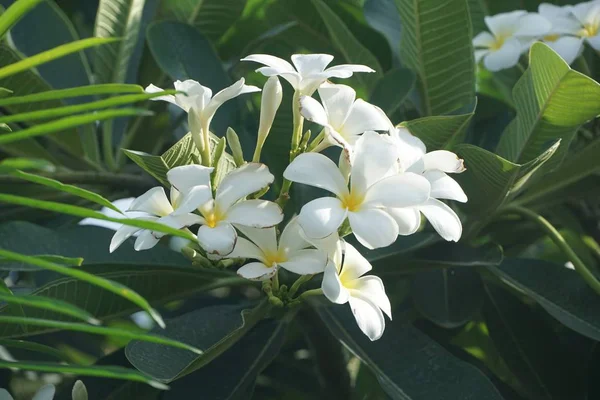 White Plumeria Flower Nature Garden Royalty Free Stock Images