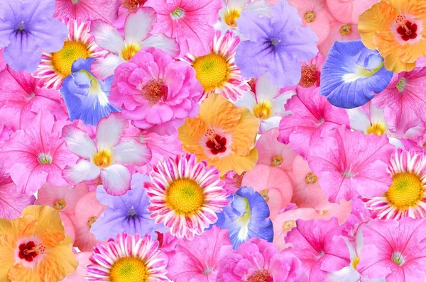 Schöne Blume Muster Hintergrund — Stockfoto