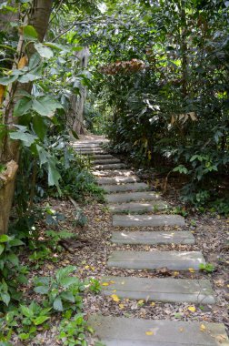 Tayland 'da ormanda doğa yürüyüşü